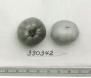 Click for 1 image(s) for this accession. FRUIT